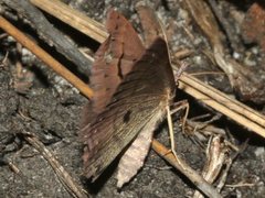 Epidesmia brachygrammella