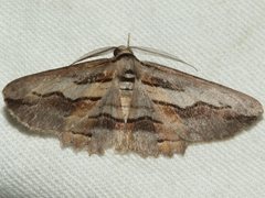 Syneora silicaria