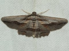 Syneora silicaria