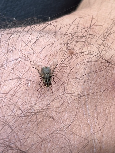 Stable fly