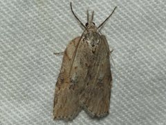 Neoteristis paraphanes