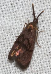 Piestoceros conjunctella