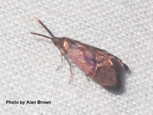 Piestoceros conjunctella