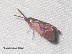 Piestoceros conjunctella