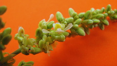 Trigonia nivea pubescens