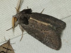 Hobartina amblyiodes