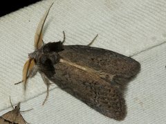 Hobartina amblyiodes