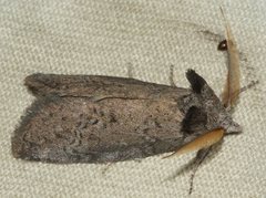 Hobartina amblyiodes
