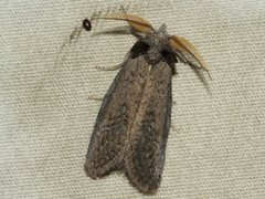 Hobartina amblyiodes