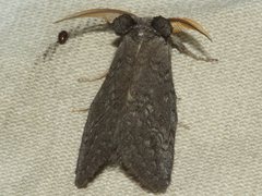 Hobartina amblyiodes