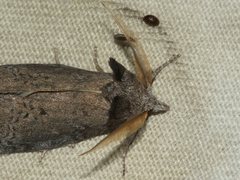 Hobartina amblyiodes