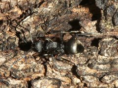 Polyrhachis phryne