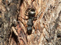 Polyrhachis phryne