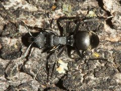 Polyrhachis phryne