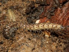 Orthorhachis durabilis