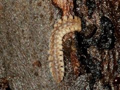 Orthorhachis durabilis