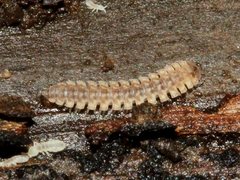 Orthorhachis durabilis