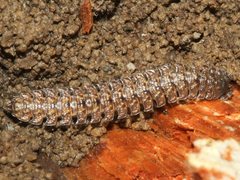 Orthorhachis durabilis