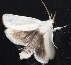 Cryptophasa gypsomera