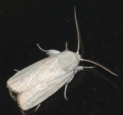 Cryptophasa gypsomera