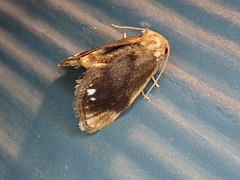 Packardia geminata