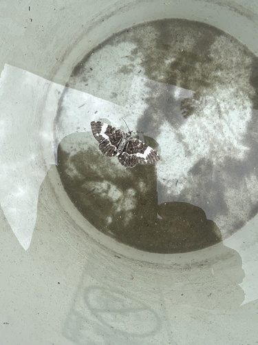 Spear-marked and White-banded Black Moths photo 3