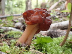 Gyromitra esculenta