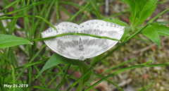 Cyclidia substigmaria