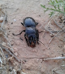 Pasimachus californicus