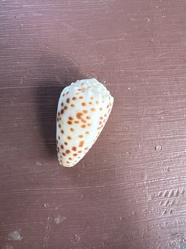 Conus pulicarius observed 2024-06-23