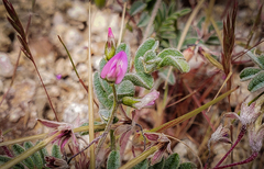 Astragalus acutirostris