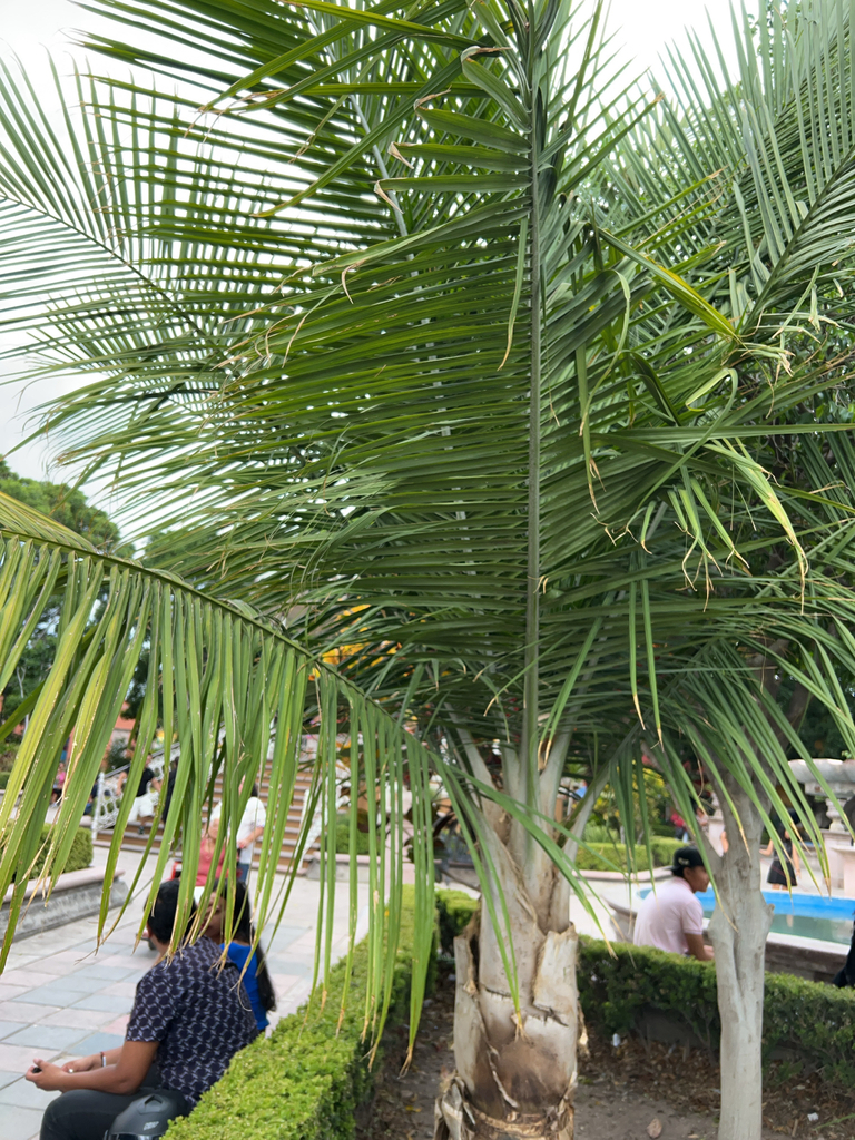 Ravenea rivularis fronds