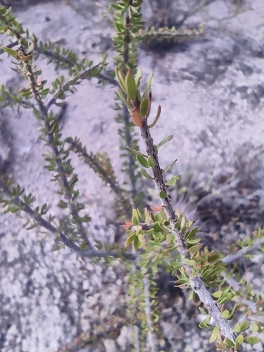 Chihuahuan Tetracoccus (Tetracoccus fasciculatus)