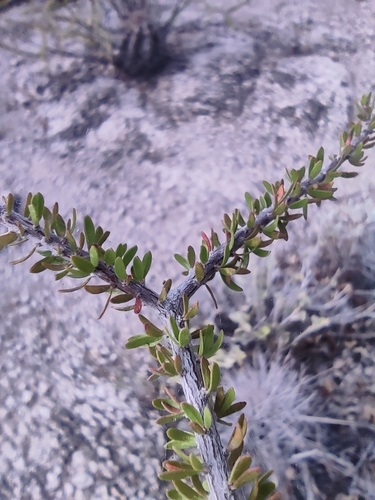 Image of Tetracoccus fasciculatus by (c) Mauricio Calderón, some rights reserved (CC BY)