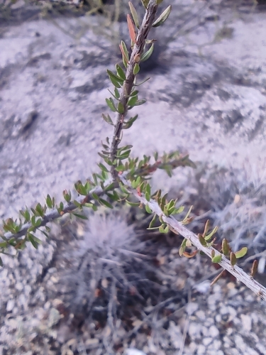 Image of Tetracoccus fasciculatus by (c) Mauricio Calderón, some rights reserved (CC BY)
