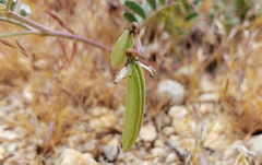 Astragalus acutirostris