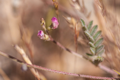 Astragalus acutirostris