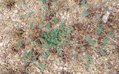 Astragalus acutirostris