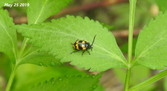 Gallerucida bifasciata