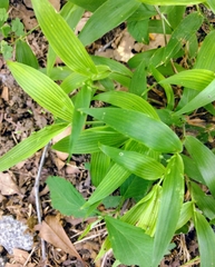 Dichanthelium latifolium