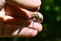 Somatochlora kennedyi