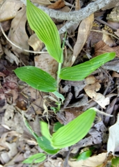 Dichanthelium latifolium
