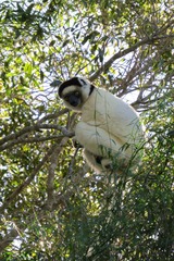 Propithecus verreauxi