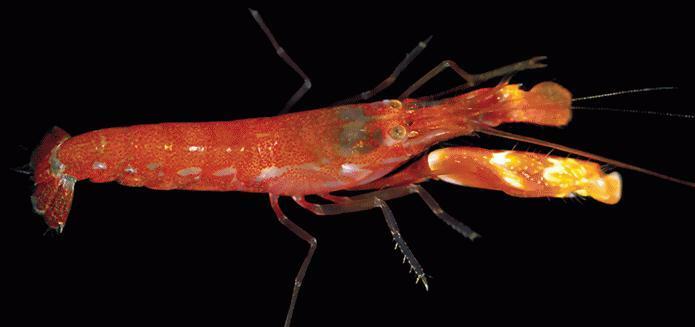 olive snapping shrimp