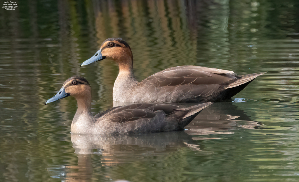 Philippine Duck