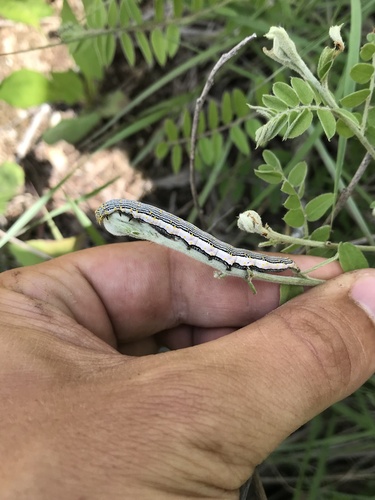 Three-staff Underwing photo 5