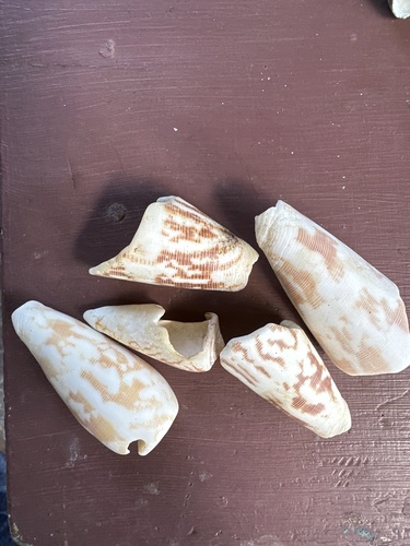 Conus striatus oahuensis observed 2024-06-23