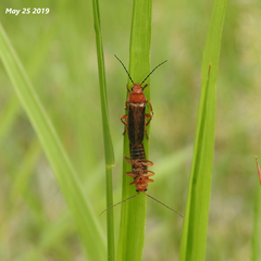Cantharis soeulensis