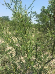 Parkinsonia texana macra