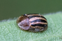 Agroiconota bivittata